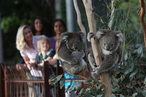 Australian Wildlife Tour At Melbourne Zoo Ticket - Flights 2