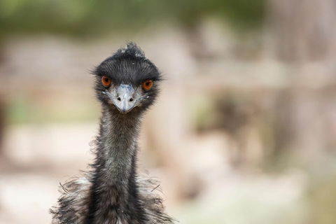 Australian Wildlife Tour At Melbourne Zoo Ticket - Flights 3