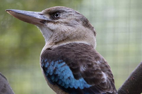 Australian Wildlife Tour At Melbourne Zoo Ticket - Flights 4