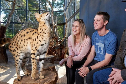 African Cat Encounter At Werribee Open Range Zoo - Flights 0