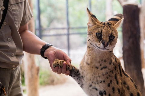 African Cat Encounter At Werribee Open Range Zoo - Flights 1