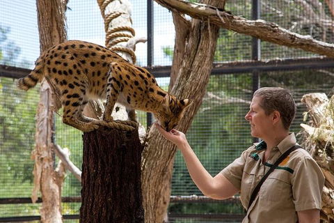 African Cat Encounter At Werribee Open Range Zoo - Flights 2