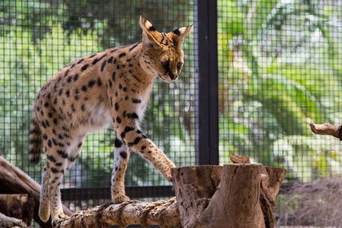 African Cat Encounter At Werribee Open Range Zoo - Flights 3