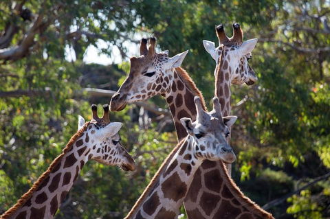 Werribee Open Range Zoo General Admission Ticket - Flights 0