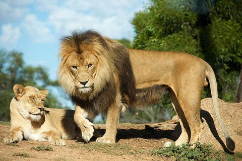 Werribee Open Range Zoo General Admission Ticket - Flights 1