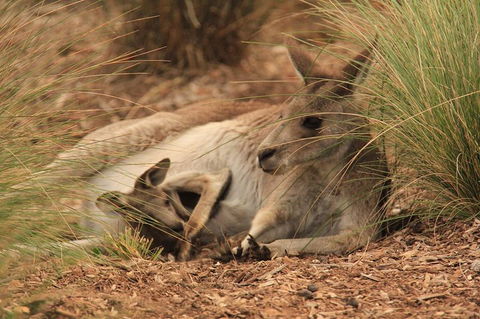 Werribee Open Range Zoo General Admission Ticket - Flights 3