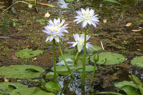 Yellow Water Cruise - Kakadu - Flights 0