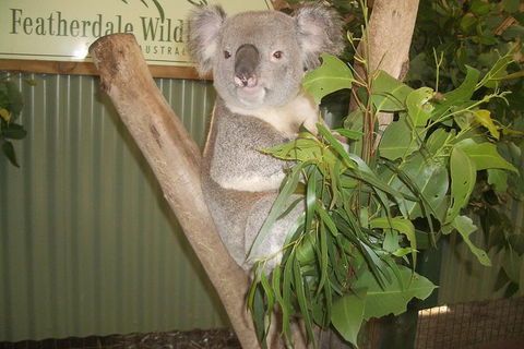 Blue Mountains Private Full-Day Tour From Sydney With Cruise - Flights 0