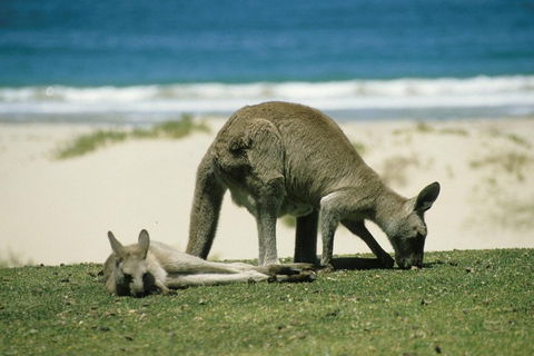 Great Ocean Road Highlights Tour - 2 Days, 1 Night - Flights 2