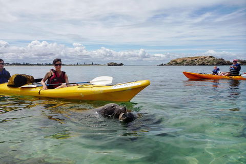 Seal Island And Penguin Island Or Point Peron Sea Kayak Tour - Flights 0