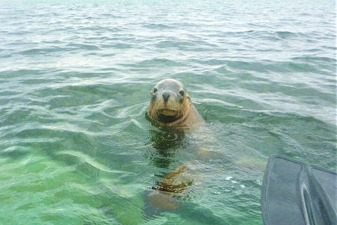 Seal Island And Penguin Island Or Point Peron Sea Kayak Tour - Flights 1