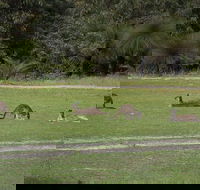 Yanchep  Lancelin - Wildlife Cave And Sands - Flights