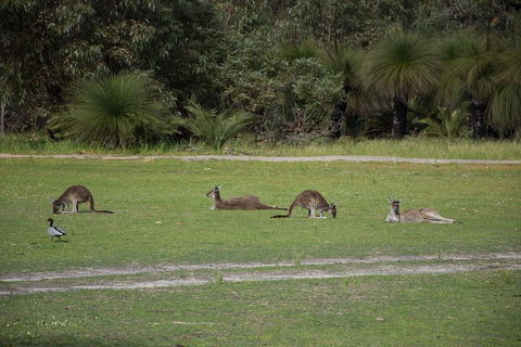 Yanchep & Lancelin - Wildlife, Cave And Sands - Flights 0