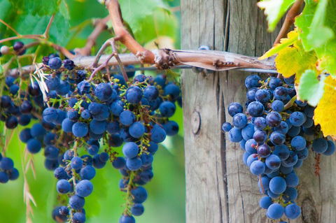 Yarra Valley, Dandenong Ranges Inc. Lunch With Wine,plus Morning Tea,chocolate - Flights 0