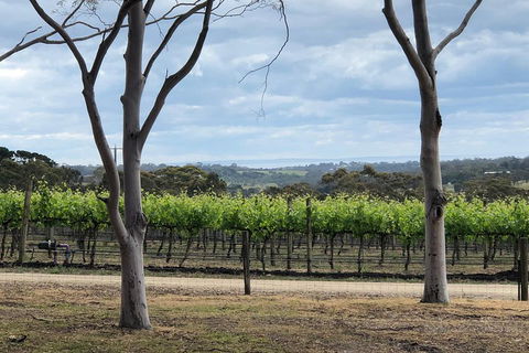Yarra Valley Wine Tour Inc Lunch With A Glass Of Wine, Tastings And Chocolate - Flights 3