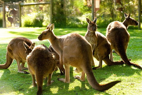 Yarra Valley Wildlife & Wine Day Tour From Melbourne With Healesville Sanctuary - Flights 4