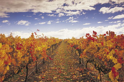 Yarra Valley Wildlife & Wine Day Tour From Melbourne With Healesville Sanctuary - Flights 5
