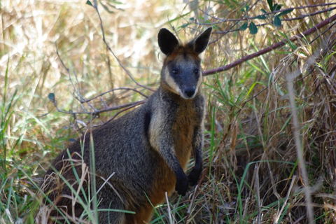 Byron Bay Combo: Hinterland Tour Including Minyon Falls And Kayaking With Dolphins - Flights 2