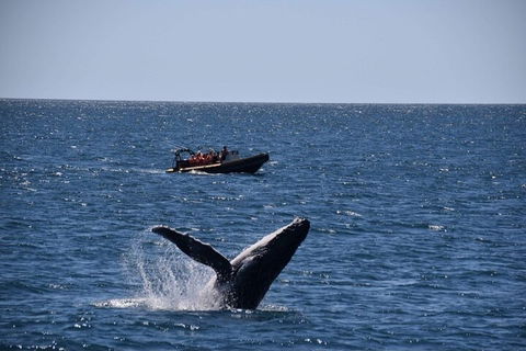 Adventure Whale Watching Tour Mooloolaba - Flights 1