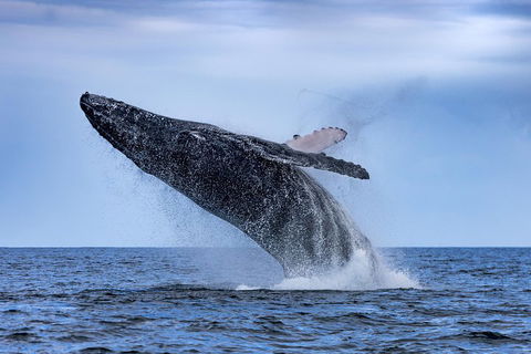 Adventure Whale Watching Tour Mooloolaba - Flights 2