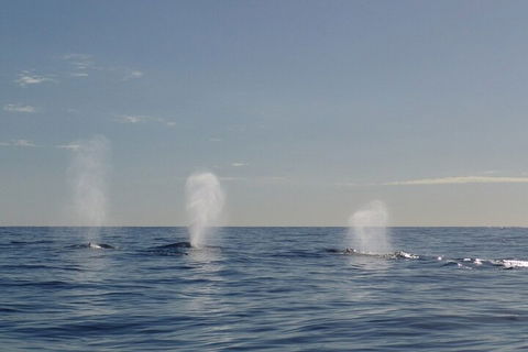 Adventure Whale Watching Tour Mooloolaba - Flights 3