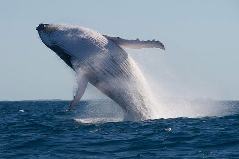 Adventure Whale Watching Tour Mooloolaba - Flights 5