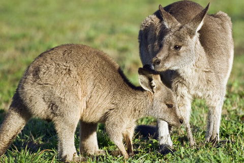 LGBT+ Friendly Full Day Phillip Island Private Tour - Flights 3