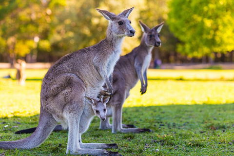 LGBT+ Friendly Full Day Phillip Island Private Tour - Flights 4