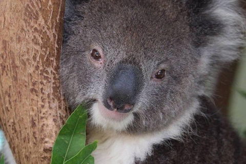 All Inclusive Blue Mountains Small-Group Day Trip From Sydney - Flights 1