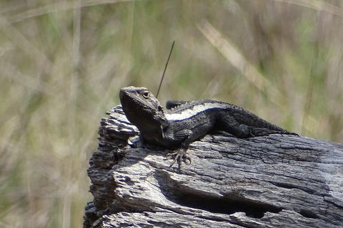Inside The Greater Blue Mountains World Heritage - A Private Wildlife Safari Overnight - Flights 2