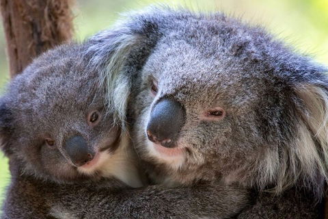 Half-Day Or Full-Day Tour With Private Guide From Melbourne - Flights 1