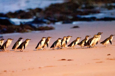 Half-Day Or Full-Day Tour With Private Guide From Melbourne - Flights 5