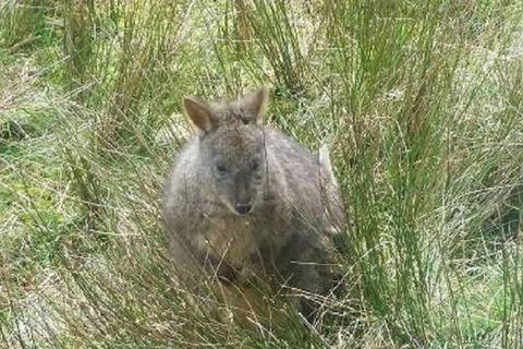 Leven Canyon Day Trip Including Wings Wildlife Park Or Gunns Plains Caves - Flights 3