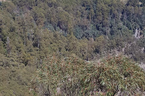Leven Canyon Day Trip Including Wings Wildlife Park Or Gunns Plains Caves - Flights 4