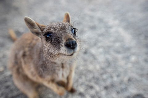 Chillagoe Caves And Outback Day Trip From Cairns - Flights 2