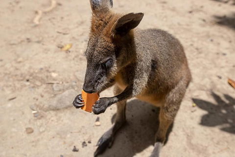 Chillagoe Caves And Outback Day Trip From Cairns - Flights 5
