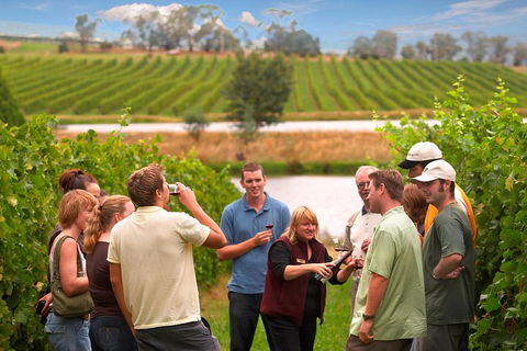 Yarra Valley Balloon Flight And Winery Tour - Flights 4