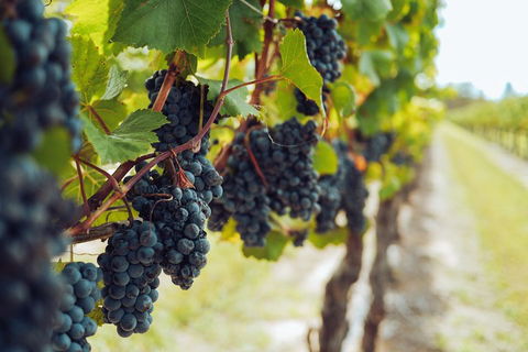Yarra Valley 2-6 Guests With Lunch And Gin Tasting At Four Pillars - Flights 1