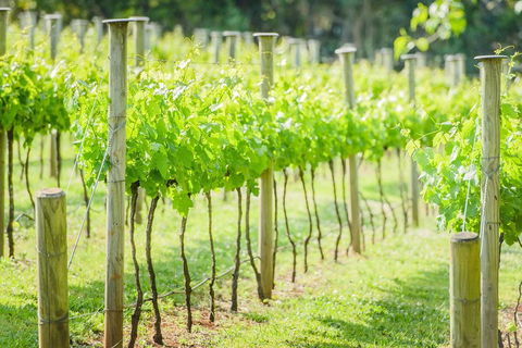 Deluxe Winery Tour To Tamborine Mountain, Includes Gourmet Two Course Lunch - Flights 5