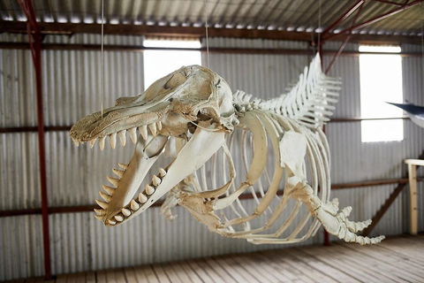 Albany's Whale Story - Flights 3