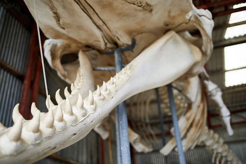 Albany's Whale Story - Flights 5