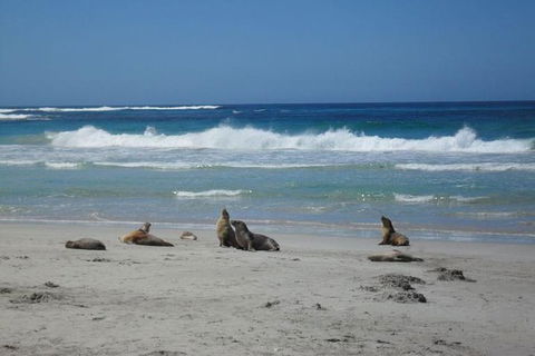 Kangaroo Island In A Day Tour From Adelaide - Flights 1