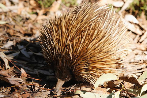 Kangaroo Island In A Day Tour From Adelaide - Flights 2