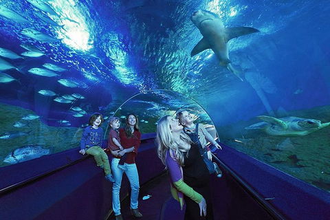 Dive With Sharks At AQWA - Flights 5
