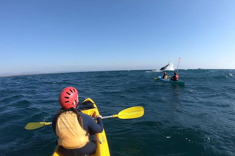 Kayaking With Dolphins In Byron Bay Guided Tour - Flights 3