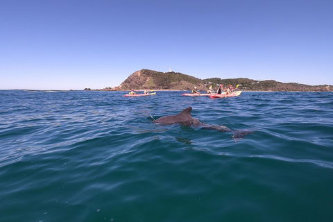 Kayaking With Dolphins In Byron Bay Guided Tour - Flights 5