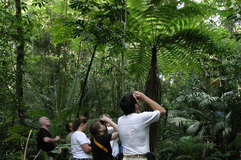 Atherton Tablelands Rain Forest By Night From Cairns - Flights 3