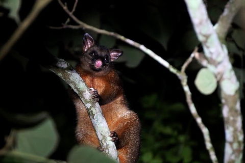 Atherton Tablelands Rain Forest By Night From Cairns - Flights 4