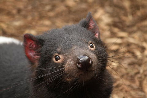 Day Tour In Mt. Field, Mt. Wellington, Bonorong Wildlife Sanctuary And Richmond - Flights 4