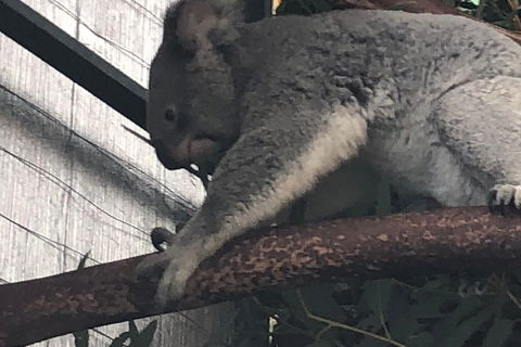 Perth Hills - Wildlife, Art & Gastronomy - Flights 3